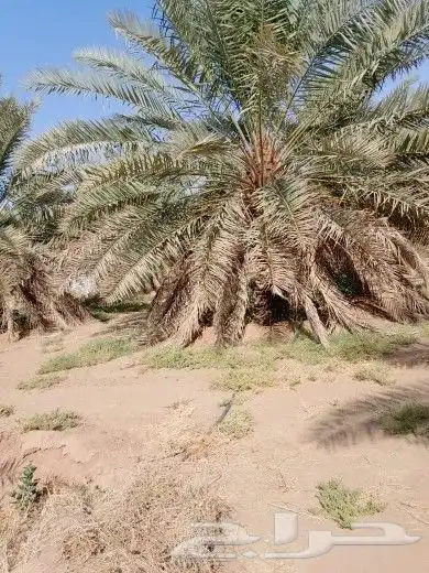 نخل للبيع نقايل وفسايل 2