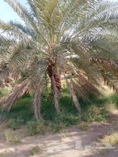 نخل للبيع نقايل وفسايل 0
