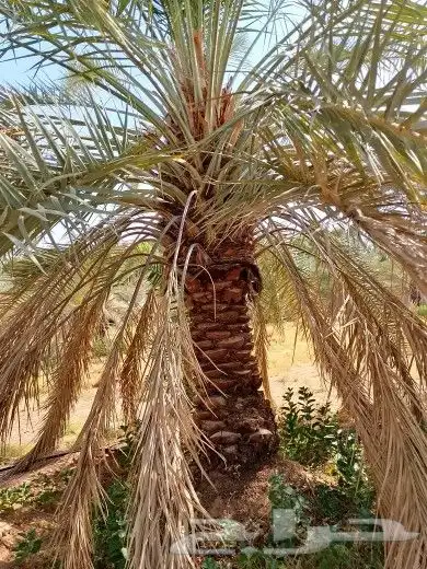 نخل للبيع نقايل وفسايل 1