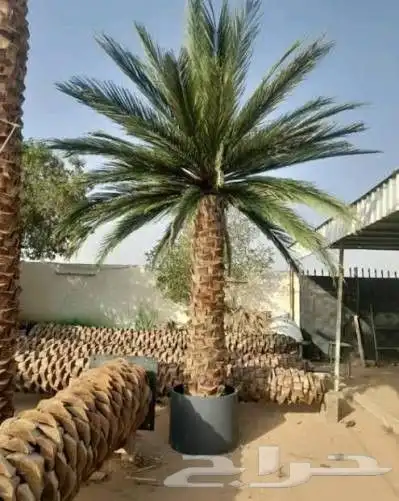 احواض زراعيه طبيعي وصناعي مع جلسات وشبكات الري 7
