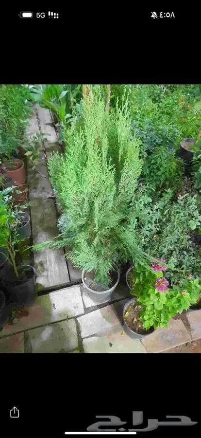 منسق حديق وتركيب جميع شبكات الري العادي 7