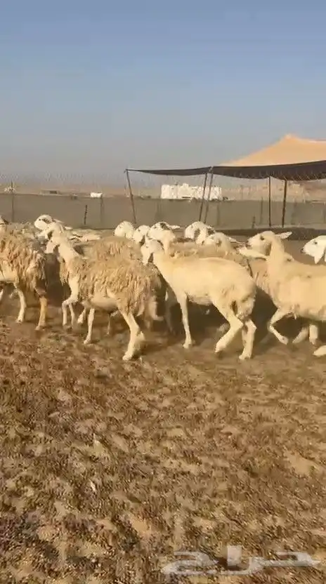 غنم حريات حرش ووبره ملكية خاصة 7