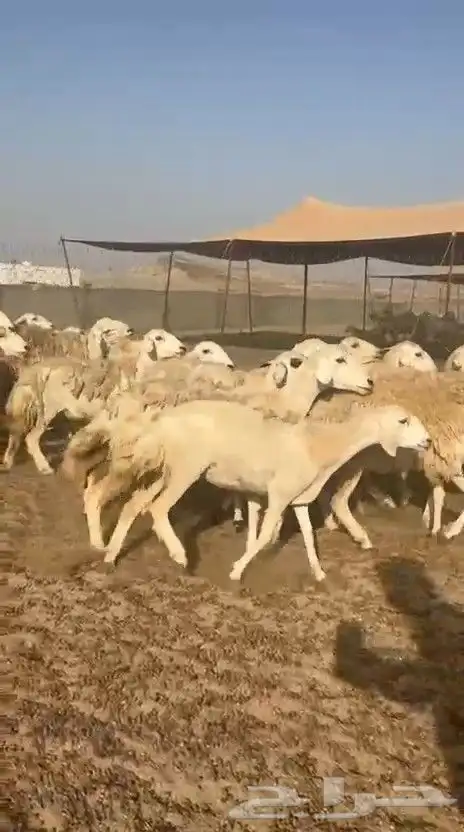 غنم حريات حرش ووبره ملكية خاصة 9