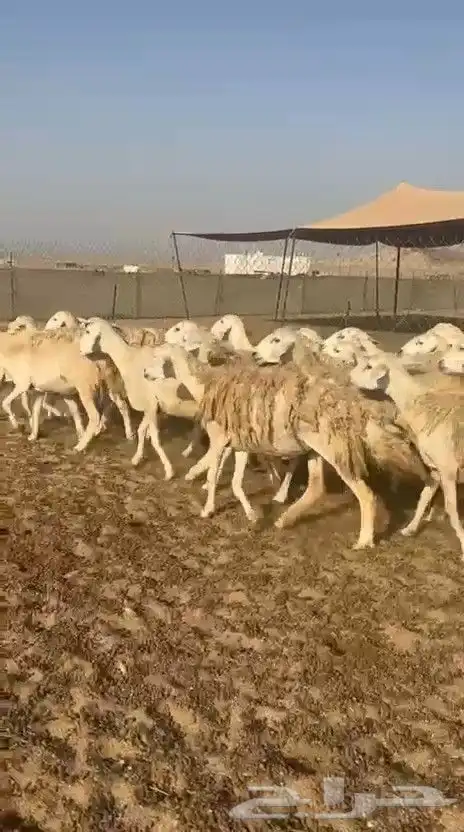 غنم حريات حرش ووبره ملكية خاصة 3