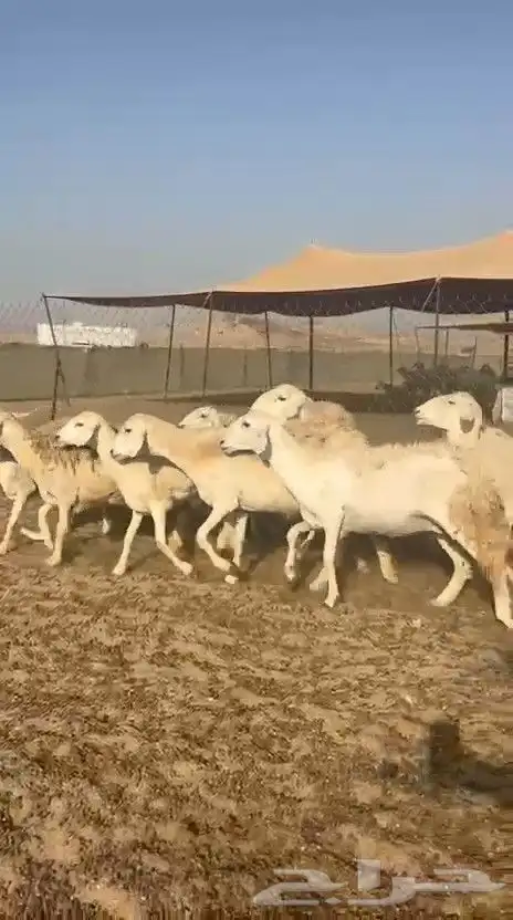 غنم حريات حرش ووبره ملكية خاصة 6
