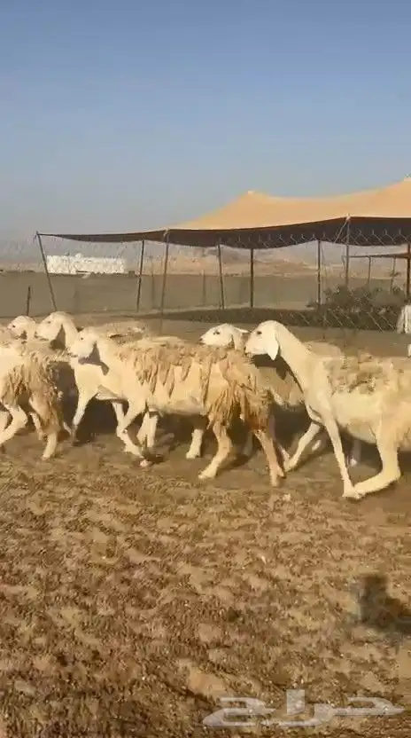 غنم حريات حرش ووبره ملكية خاصة 4