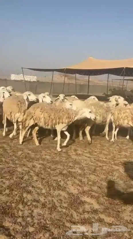 غنم حريات حرش ووبره ملكية خاصة 0