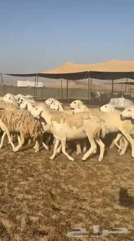 غنم حريات حرش ووبره ملكية خاصة 8