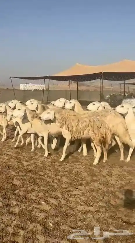 غنم حريات حرش ووبره ملكية خاصة 2