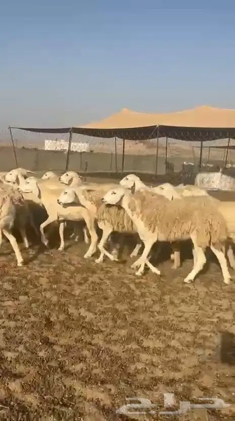غنم حريات حرش ووبره ملكية خاصة 1