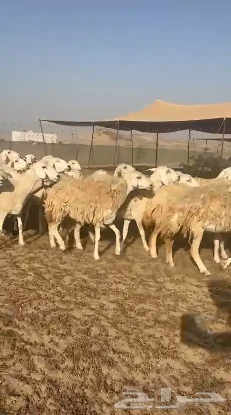غنم حريات حرش ووبره ملكية خاصة 5