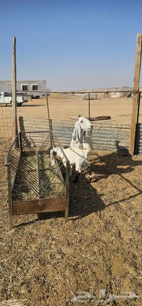 عنز والد 3