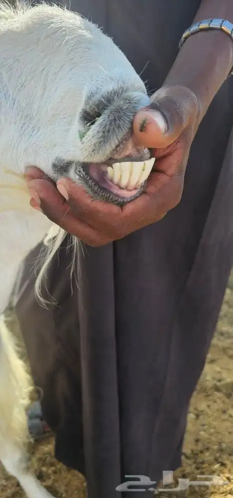 عنز والد 7