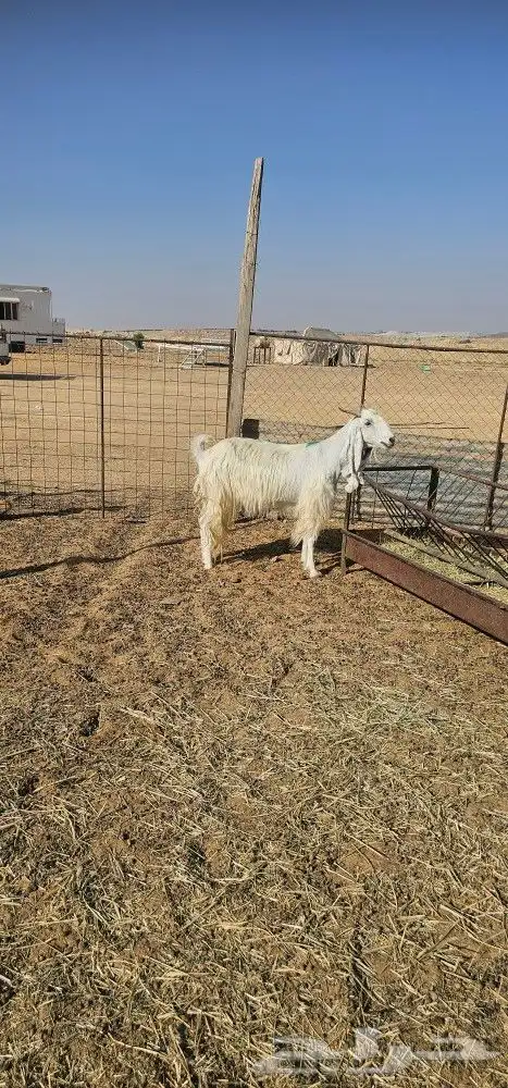 عنز والد 2
