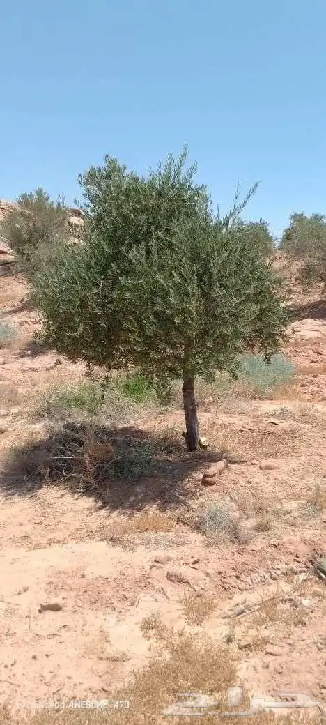 يوجد لدينا اشجار الزيتون وترمنليا وشجار ضل كبيره 4