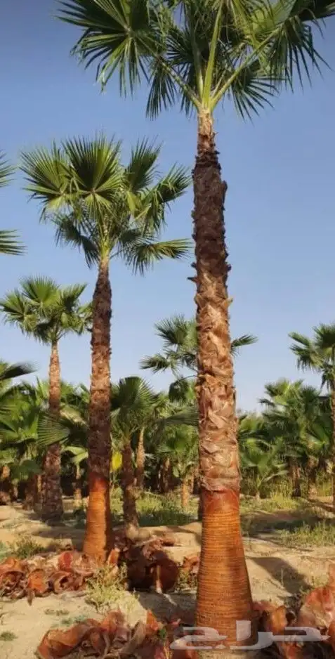 ابومحمد لتوريد جميع انواع. النخيل الواشنطني الملكي درجه.ملك 0