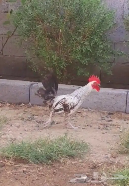 تم البيع ديكين بلدي 6