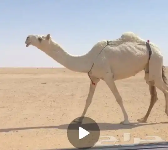 ضريبة ثنيه رمانيه 0