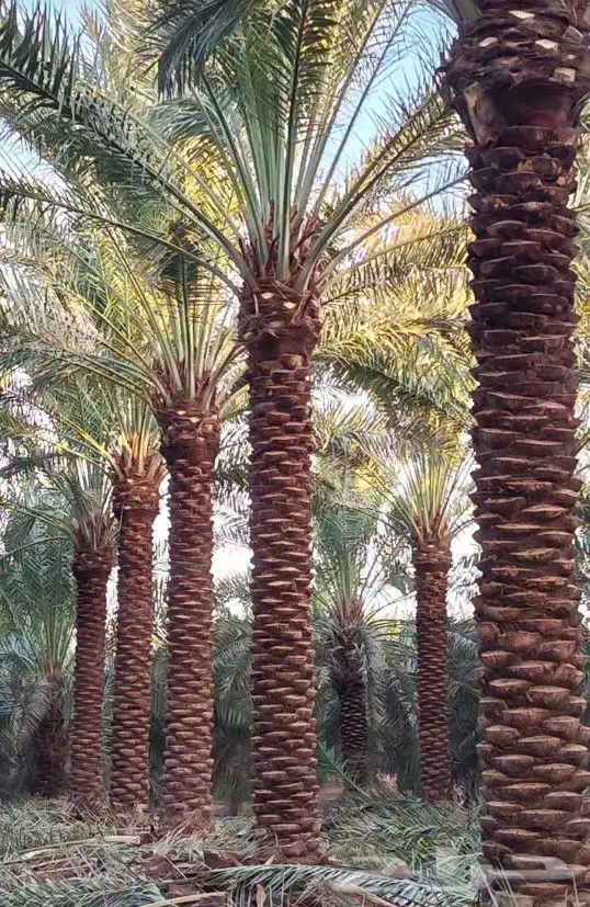 نوصل للبيت او الأستراحة 0