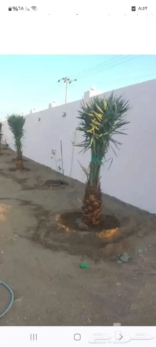 جميع انواع النخيل 9