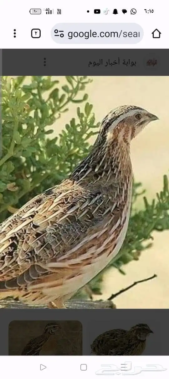 للبيع سمان مهاجر الموقع ينبع البحر 0