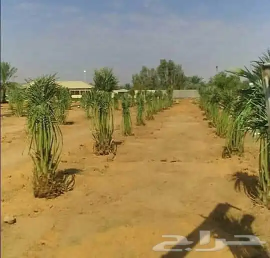 يوجد لدينا جميع انواع انخيل واشنطن وعربي تحت اشراف ابو علي 1