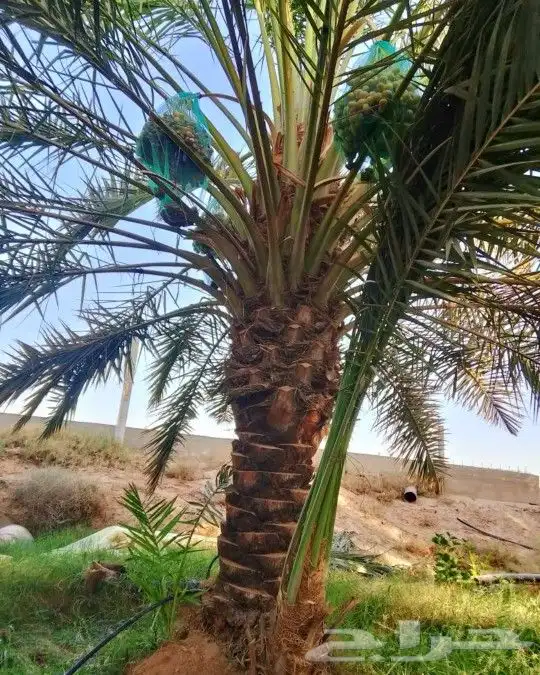 نخل نقايل جثايث واشنطني إخلاص سكري برحي صقعي شيشي مجدول هلال 7