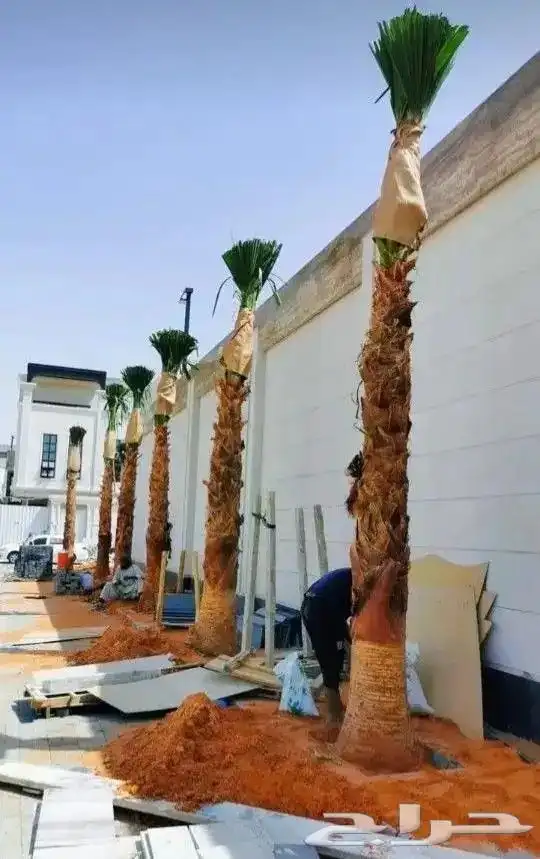 يوجد لدينا اشجار ونخيل 0