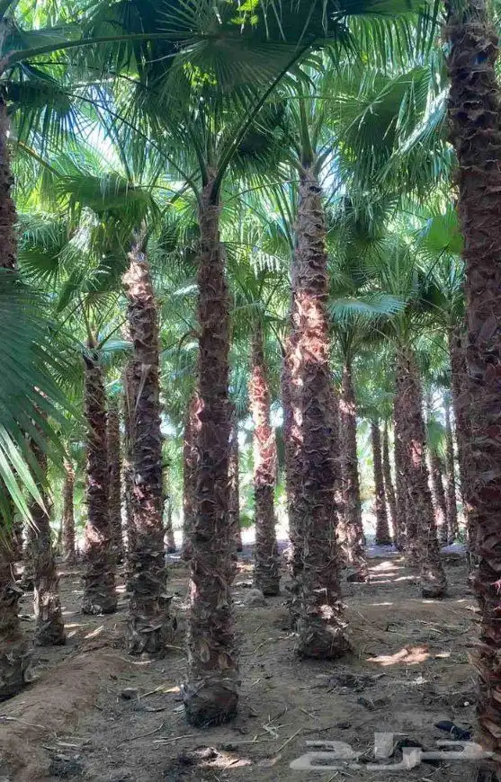 ابومحمد لتوريد جميع انواع. النخيل الواشنطني الملكي درجه.ملك 4