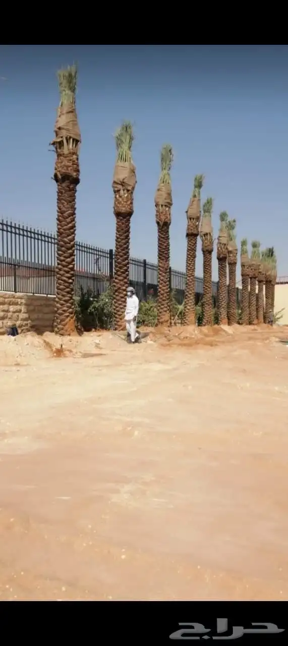 يوجد لدينا جميع انواع النخيل المثمره وجميع المقاسات المختلفة 2