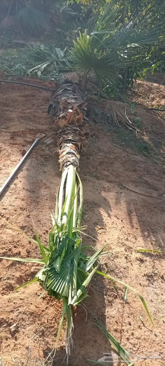 متخصصين في تكريب وتنظيف النخل العربي الواشنطن الامريكي 2