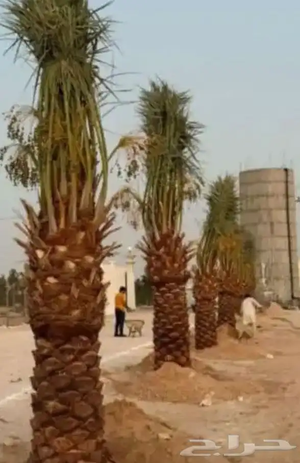 يوجد لدينا جميع انواع انخيل واشنطن وعربي تحت اشراف ابو علي 7