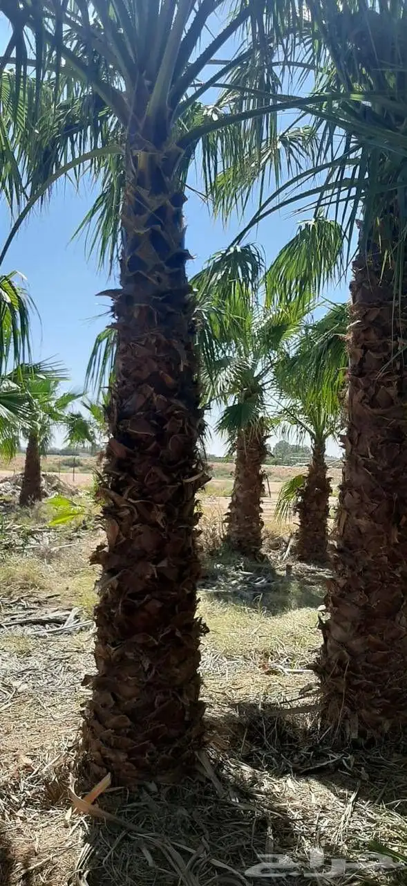 تكريب وقلع وغرس النخل والاشجار وكل شيء يخص الزراعه 2