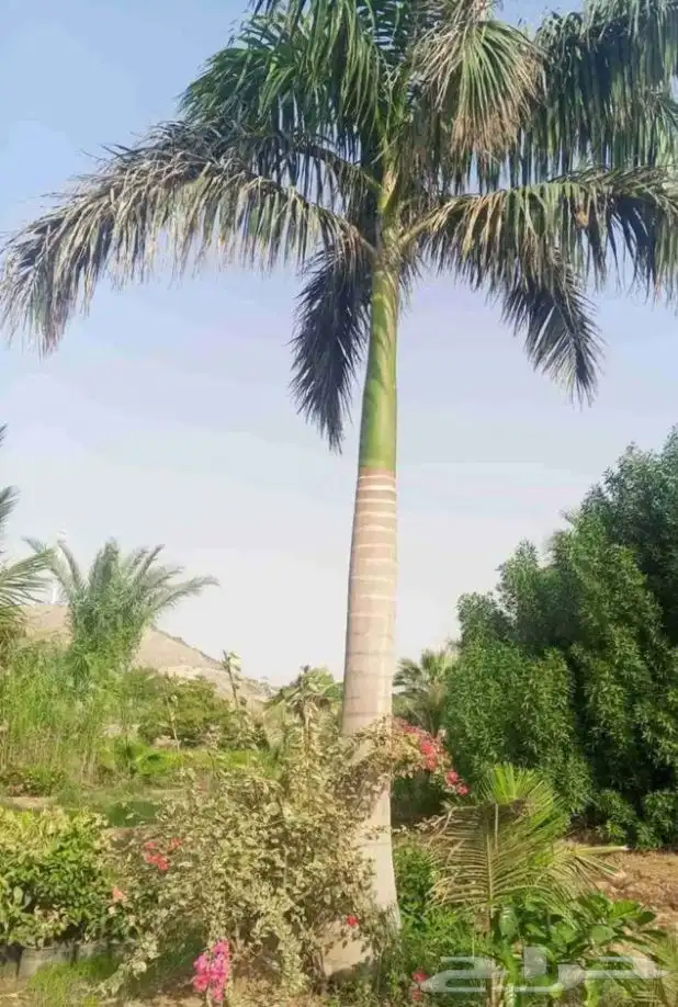 نخل البيع 5