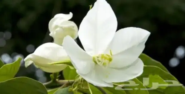 شتلات بوهينيا اخومميناتا bauhinia acuminataمبرقش نادر 1