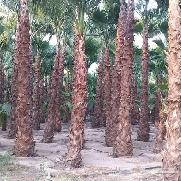 نخيل واشنطني واشجارللبيع 9