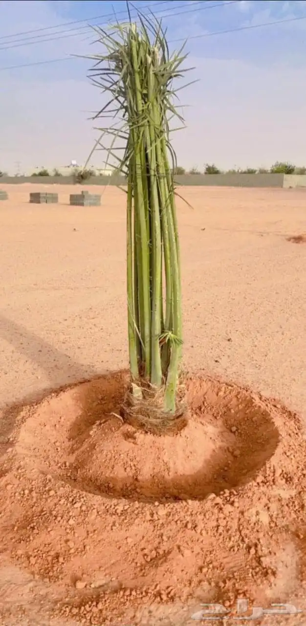 يوجد لدينا نخل جثائث وفسائل جميع انواع النخيل 5