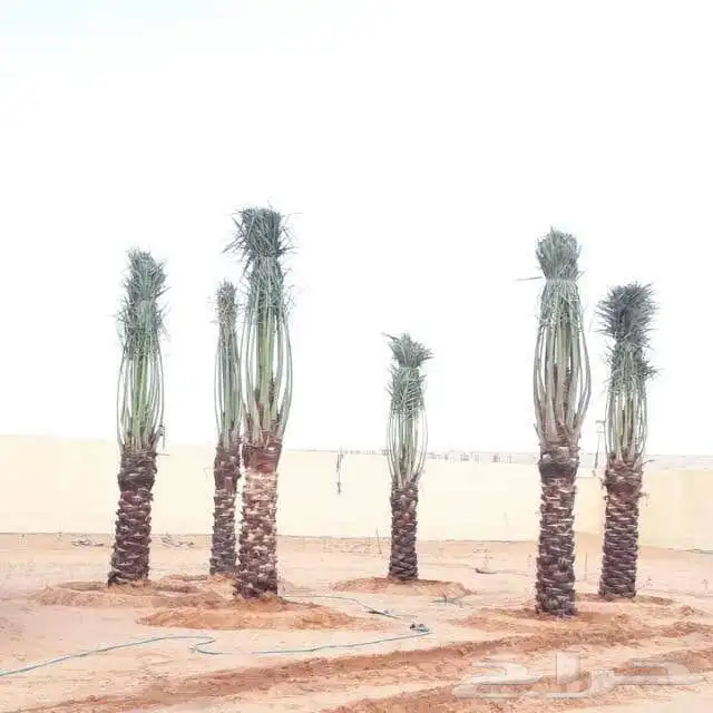 مقاول شبوك الشرقيه 3