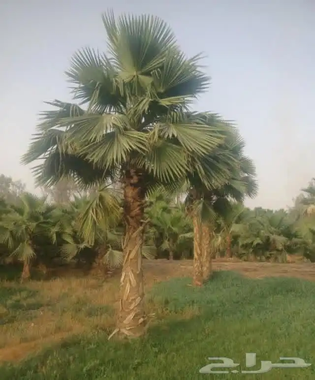 نخل واشنطونيا ونخل عربي 0