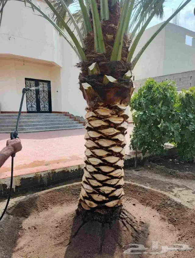 تنسيق حدائق 0