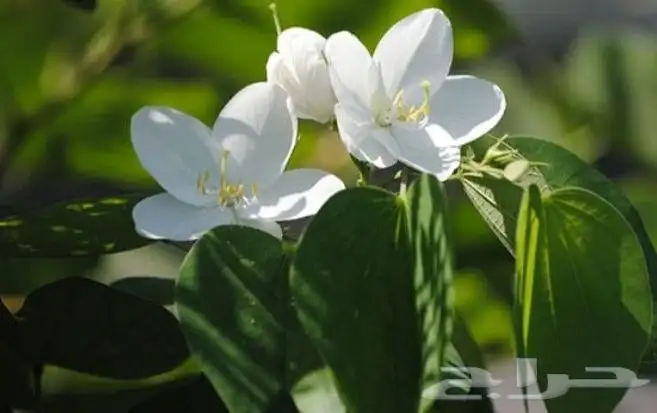 شتلات بوهينيا اخومميناتا bauhinia acuminataمبرقش نادر 8