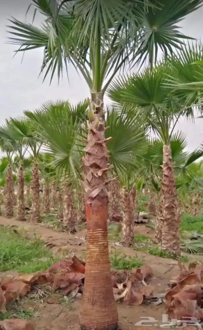 النخل الواشنطني الزينه نعمل 4