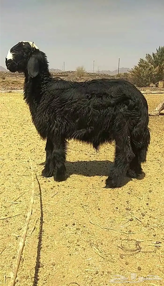 خروف نجدي فحل 0
