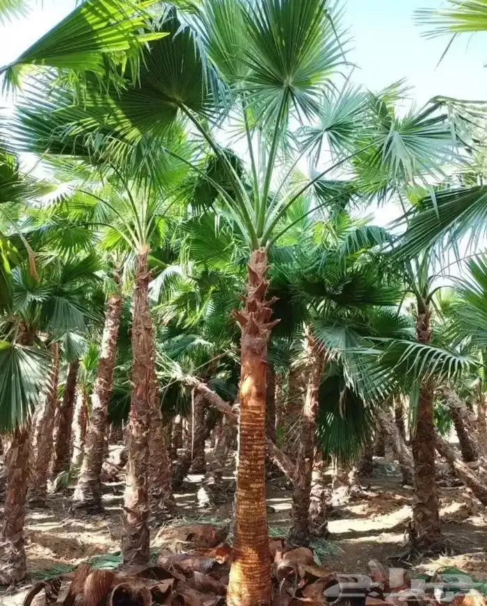 النخل الواشنطني الزينه نعمل 7