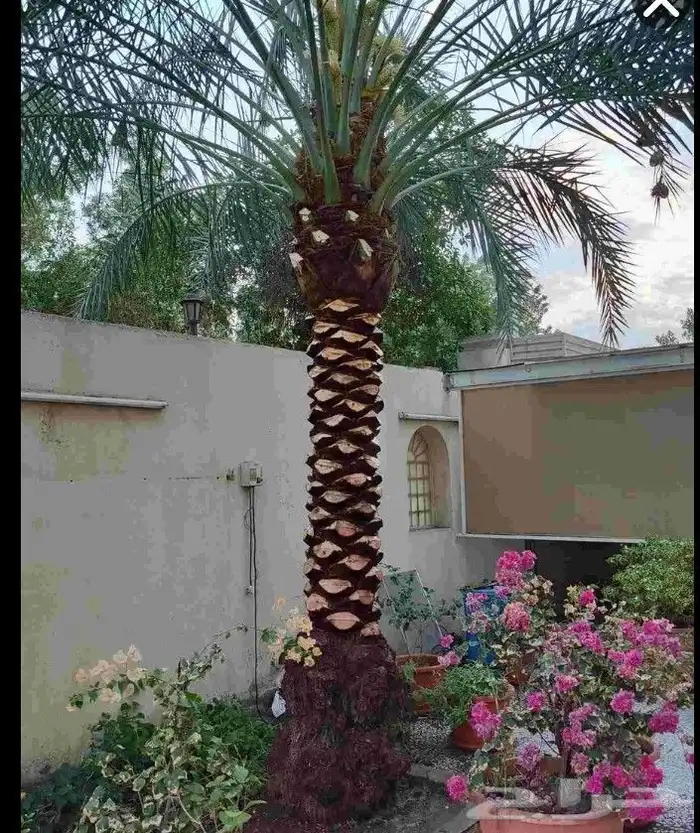 تنسيق حدائق 8