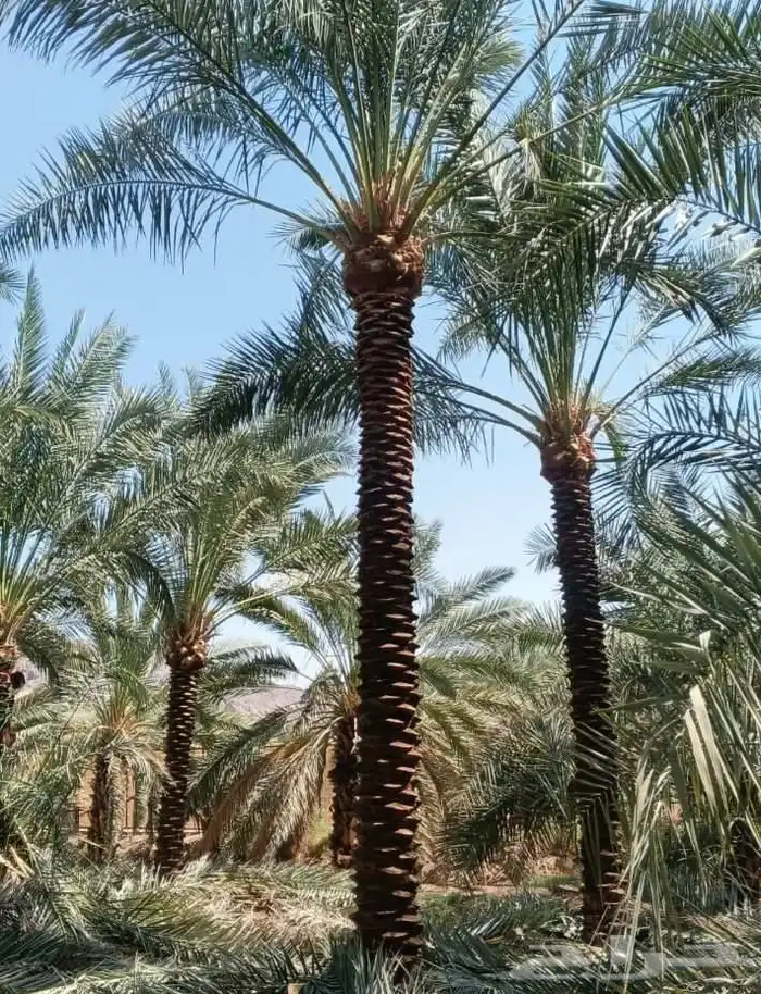 نخل البيع 7