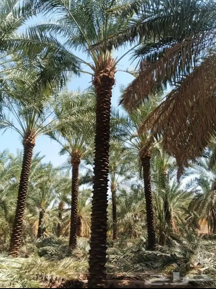 نخل البيع 8