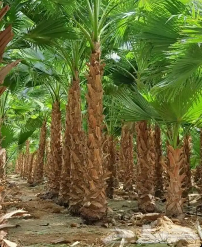 شبكات الري بالتنقيط 2