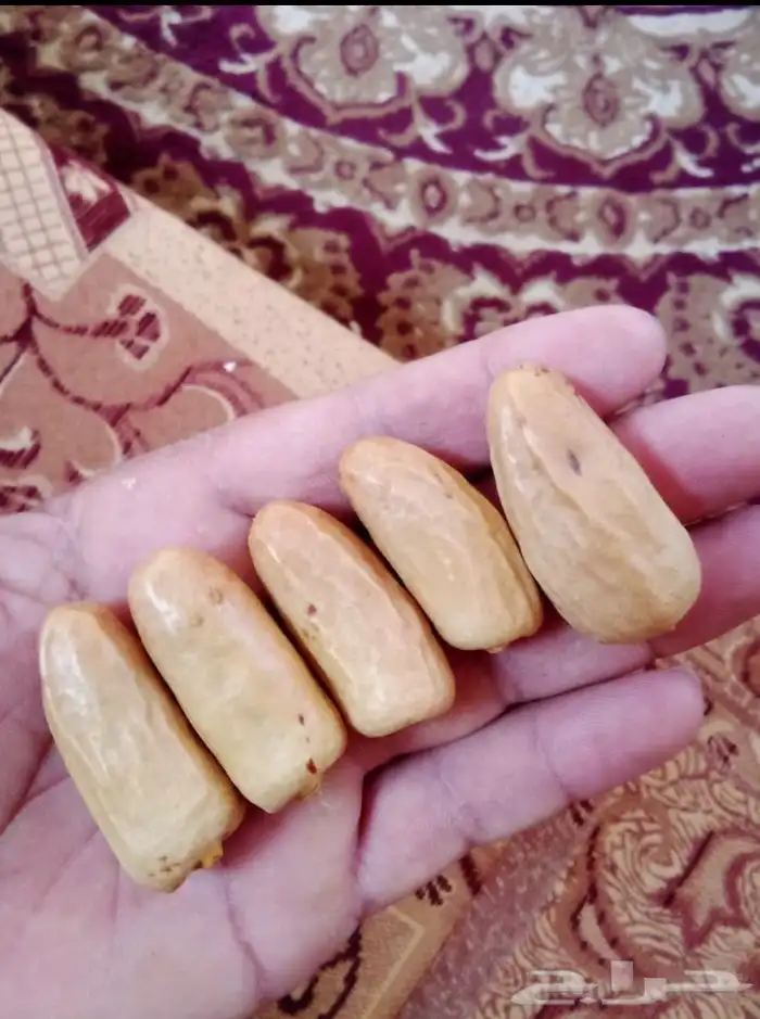 ابوعمارلتوريدانخيل 2