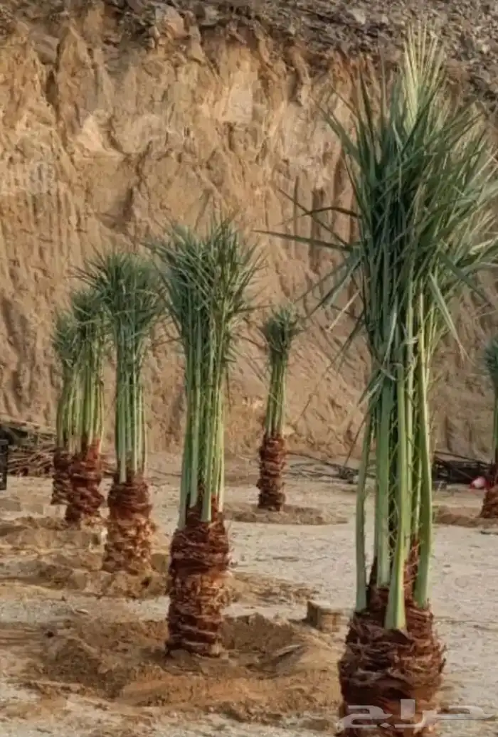 يوجد لدينا جميع انواع انخيل واشنطن وعربي تحت اشراف ابو علي 5